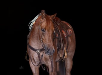 American Quarter Horse, Wallach, 5 Jahre, 152 cm, Roan-Red