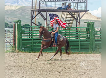 American Quarter Horse, Wallach, 5 Jahre, 152 cm, Roan-Red