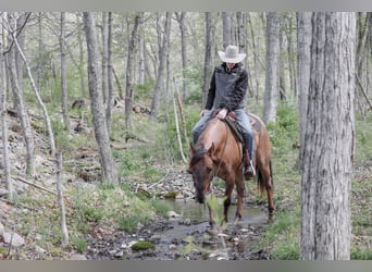 American Quarter Horse, Wallach, 5 Jahre, 152 cm, Roan-Red