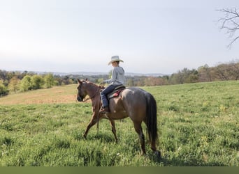 American Quarter Horse, Wallach, 5 Jahre, 152 cm, Roan-Red