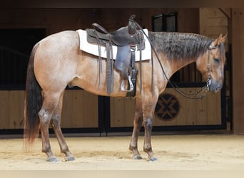 American Quarter Horse, Wallach, 5 Jahre, 152 cm, Roan-Red