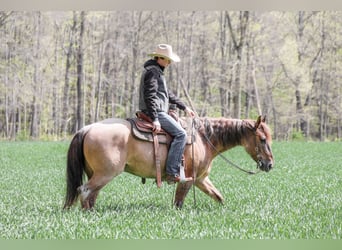 American Quarter Horse, Wallach, 5 Jahre, 152 cm, Roan-Red