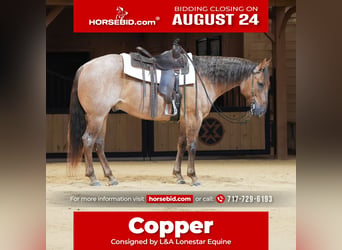 American Quarter Horse, Wallach, 5 Jahre, 152 cm, Roan-Red