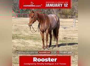 American Quarter Horse, Wallach, 5 Jahre, 152 cm, Roan-Red