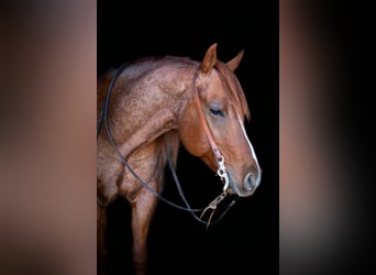 American Quarter Horse, Wallach, 5 Jahre, 152 cm, Roan-Red