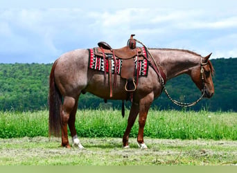 American Quarter Horse, Wallach, 5 Jahre, 152 cm, Roan-Red