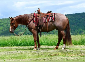 American Quarter Horse, Wallach, 5 Jahre, 152 cm, Roan-Red