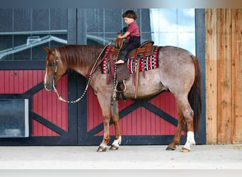 American Quarter Horse, Wallach, 5 Jahre, 152 cm, Roan-Red