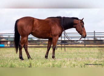 American Quarter Horse, Wallach, 5 Jahre, 152 cm, Rotbrauner