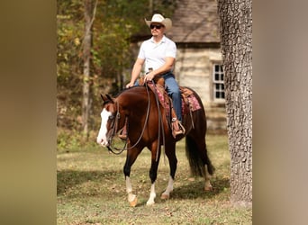 American Quarter Horse, Wallach, 5 Jahre, 152 cm, Rotbrauner