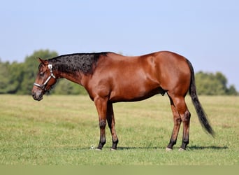 American Quarter Horse, Wallach, 5 Jahre, 152 cm, Rotbrauner