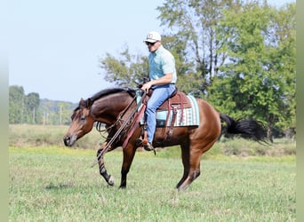 American Quarter Horse, Wallach, 5 Jahre, 152 cm, Rotbrauner