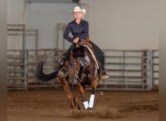 American Quarter Horse, Wallach, 5 Jahre, 152 cm, Rotbrauner
