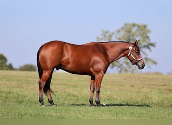American Quarter Horse, Wallach, 5 Jahre, 152 cm, Rotbrauner