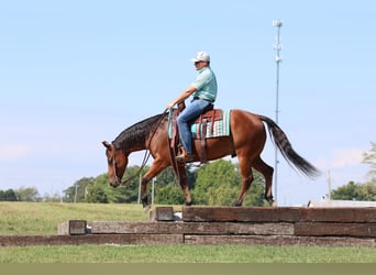 American Quarter Horse, Wallach, 5 Jahre, 152 cm, Rotbrauner