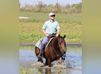American Quarter Horse, Wallach, 5 Jahre, 152 cm, Rotbrauner