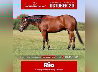 American Quarter Horse, Wallach, 5 Jahre, 152 cm, Rotbrauner