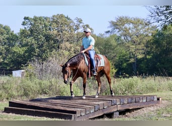 American Quarter Horse, Wallach, 5 Jahre, 152 cm, Rotbrauner