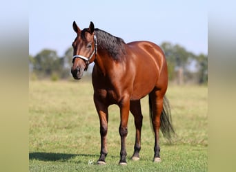 American Quarter Horse, Wallach, 5 Jahre, 152 cm, Rotbrauner