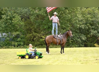 American Quarter Horse, Wallach, 5 Jahre, 152 cm, Rotbrauner