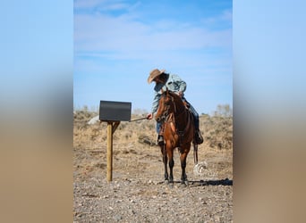 American Quarter Horse, Wallach, 5 Jahre, 152 cm, Rotbrauner