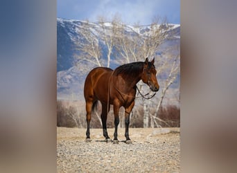 American Quarter Horse, Wallach, 5 Jahre, 152 cm, Rotbrauner