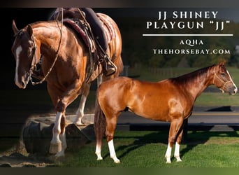 American Quarter Horse, Wallach, 5 Jahre, 152 cm, Rotbrauner