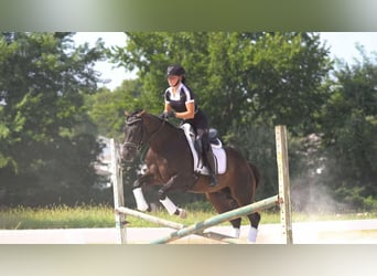 American Quarter Horse, Wallach, 5 Jahre, 152 cm, Rotbrauner
