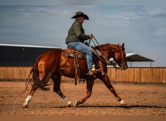 American Quarter Horse, Wallach, 5 Jahre, 152 cm, Rotfuchs