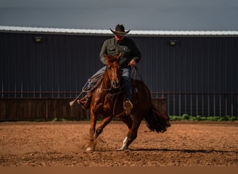 American Quarter Horse, Wallach, 5 Jahre, 152 cm, Rotfuchs