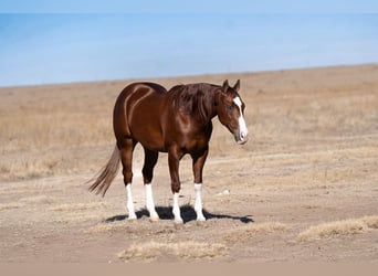 American Quarter Horse, Wallach, 5 Jahre, 152 cm, Rotfuchs