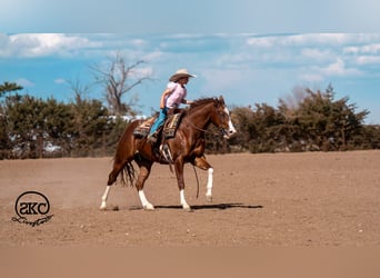 American Quarter Horse, Wallach, 5 Jahre, 152 cm, Rotfuchs