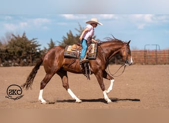 American Quarter Horse, Wallach, 5 Jahre, 152 cm, Rotfuchs