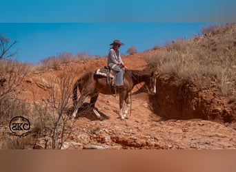 American Quarter Horse, Wallach, 5 Jahre, 152 cm, Rotfuchs