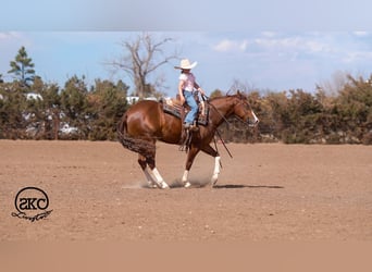 American Quarter Horse, Wallach, 5 Jahre, 152 cm, Rotfuchs