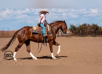 American Quarter Horse, Wallach, 5 Jahre, 152 cm, Rotfuchs