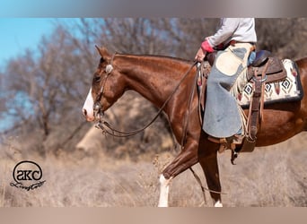 American Quarter Horse, Wallach, 5 Jahre, 152 cm, Rotfuchs
