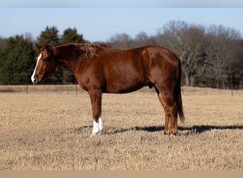 American Quarter Horse, Wallach, 5 Jahre, 152 cm, Rotfuchs