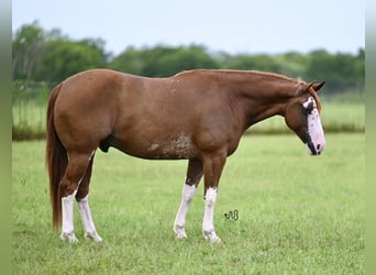 American Quarter Horse, Wallach, 5 Jahre, 152 cm, Rotfuchs