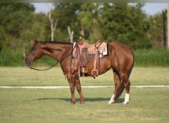 American Quarter Horse, Wallach, 5 Jahre, 152 cm, Rotfuchs