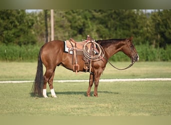 American Quarter Horse, Wallach, 5 Jahre, 152 cm, Rotfuchs