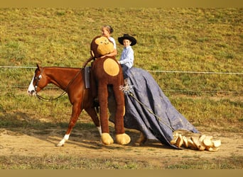 American Quarter Horse, Wallach, 5 Jahre, 152 cm, Rotfuchs