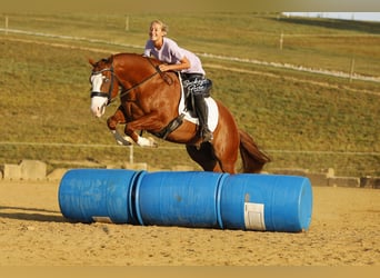 American Quarter Horse, Wallach, 5 Jahre, 152 cm, Rotfuchs