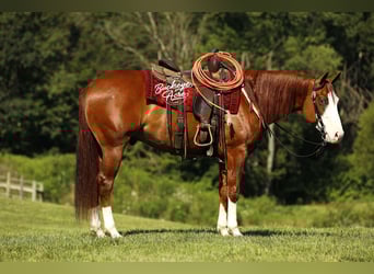American Quarter Horse, Wallach, 5 Jahre, 152 cm, Rotfuchs