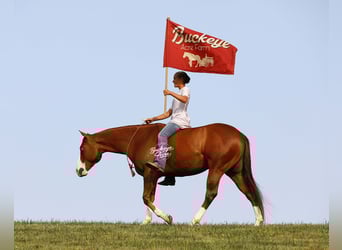 American Quarter Horse, Wallach, 5 Jahre, 152 cm, Rotfuchs