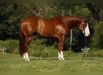 American Quarter Horse, Wallach, 5 Jahre, 152 cm, Rotfuchs