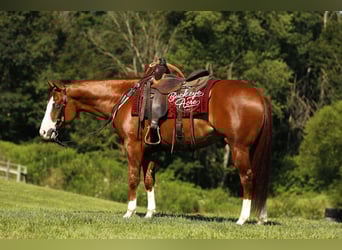 American Quarter Horse, Wallach, 5 Jahre, 152 cm, Rotfuchs