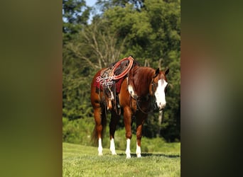 American Quarter Horse, Wallach, 5 Jahre, 152 cm, Rotfuchs