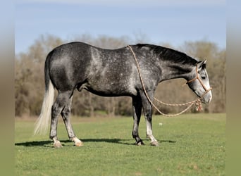 American Quarter Horse, Wallach, 5 Jahre, 152 cm, Schimmel