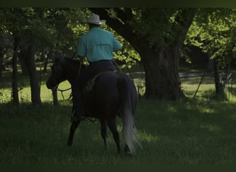American Quarter Horse, Wallach, 5 Jahre, 152 cm, Schimmel